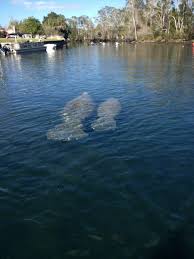 Weeki Wachee River Manatees On Floridas Adventure Coast