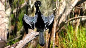 Bird With No Feathers On Neck Quiz How Much Do You Know About Birds Birds Physics Mathematics Head Neck