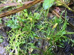 Image result for Montia