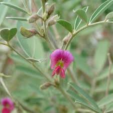 Image result for Tephrosia dasyphylla