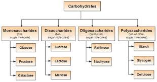 Carbohydrates Structure Properties Classification And Functions Monosaccharides Oligosaccharid Carbohydrates Biology Carbohydrates Organic Chemistry Study