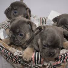 Akc purebred french bulldog puppies for sale with one year health guarantee 50% off now,. French Bulldog Puppies For Sale Home Facebook