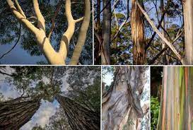 Check spelling or type a new query. Types Of Eucalyptus Trees Leaves Flowers Bark Pictures