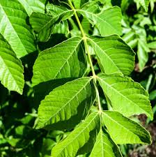 Image result for Kotschya speciosa