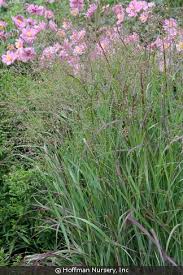Image result for Panicum hochstetteri