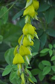 Image result for Crotalaria agatiflora