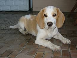 If you opted for a female beagle puppy, you probably want her to be beautiful, kind, and affectionate. 225 Awesome Beagle Names Pethelpful