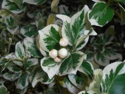 Image result for Euonymus fortunei