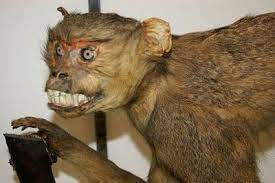 Monkey With Images Bad Taxidermy Taxidermy Animals