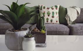Piante da interno sempreverdi e resistenti ecco le piu. I Superpoteri Delle Piante Da Appartamento Oltreilbalcone