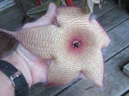 Image result for Stapelia gigantea