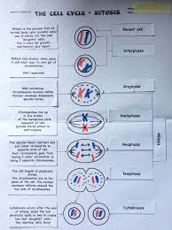 Meiosis i halves the number of chromosomes and is also when crossing. Meiosis Matching Worksheet Answer Key Fresh 15 Best Of Phases Meiosis Worksheet Meiosis Chessmuseum Template Libra In 2021 Meiosis Science Curriculum Biology Lessons