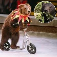 Misha the bear freed from circus abuse