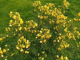 Image result for Senna floribunda