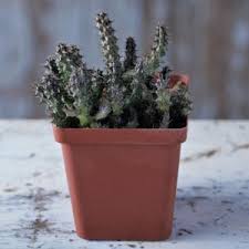 Image result for Hoodia currorii