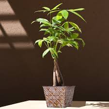 Check spelling or type a new query. Braided Money Tree In Elegant Embossed Container Indoor Office Plants By Plant Type Givingplants Com