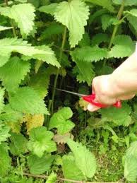 Nature Et Complicites L Ortie Et Ses Graines Graine Ortie Sain