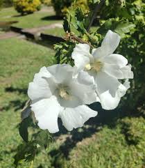 Image result for Hibiscus syriacus Violet Clair Double