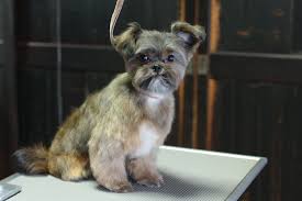 大人の階段登る仔犬の成長日記 | D,D,D,の犬ブログ 茅野市 犬のトリミング＆ペットホテルのお店です