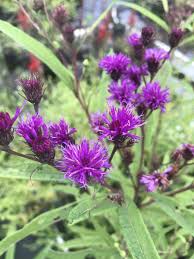 Image result for Vernonia natalensis