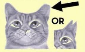 Dm c bb a7 dm c bb a7 stray cat strut i'm a ladies cat, i'm a feline casanova hey man that's that. Ear Tipped Feral Cats Play An Important Role South Coast Sun