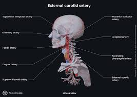 Image result for carotid artery