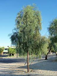 You will learn wonderful beech trees facts about, types of beech trees, information on the beech species, planting info, beech tree trivia and see images for identification of different beech tree type. Acacia Salicina Boething Treeland Farms