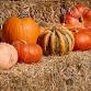 Mercato Pumpkin Patch event image