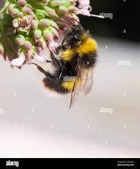 Image result for Bombus soroeensis