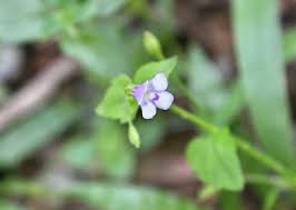 Image result for Linderniella