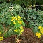 Image result for Senna macranthera