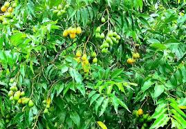 Image result for Ximenia americana