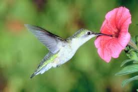 The bright colours of the blossoms are like a neon sign advertising a delicious meal. Flowering Vines That Attract Hummingbirds