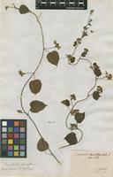 Image result for Jacquemontia paniculata