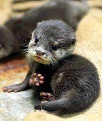The Smallest Of All The Otter Species The Asian Small Clawed Otter Weighs Less Than 50 Grams At Birth They Re Also Cute Baby Animals Cute Animals Otters Cute
