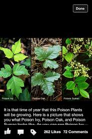 Pin By Mandy Robertson On Good To Know Poisonous Plants Poison Ivy Plants Poison Oak