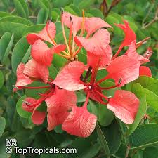 Image result for Bauhinia galpinii
