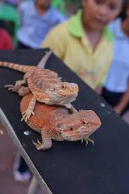 Some reptile do bite, look scary and/or take lots of care and if you don't have the time for any of this then i highly doubt you iguana's are probably not the best pet if your a beginner. Bearded Dragons Are Such Good Pets Bearded Dragon Bearded Dragon Care Bearded Dragon Habitat
