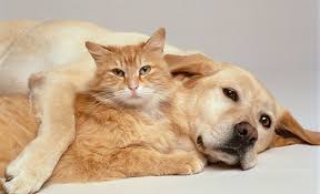 Dog adoption and cat adoption saves lives. Why I Volunteer Palo Alto Humane Society