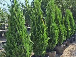 We did not find results for: Plants For Dallas Your Source For The Best Landscape Plant Information For The Dallas Ft Worth Metroplexwhat S Wrong With The Italian Cypress Trees Around Dallas