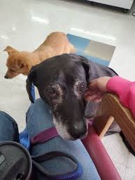 As professionals led by dr. Companion Pet Clinic 3068 Lancaster Dr Ne Salem Or Veterinarians Mapquest