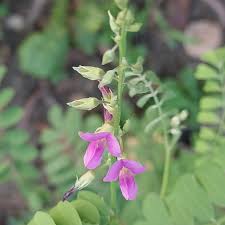 Image result for Tephrosia linearis
