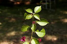 Image result for Bougainvillea sp. cultivar