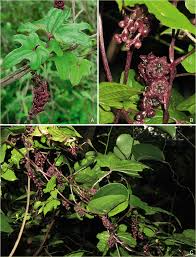 Image result for Dioscorea cotinifolia