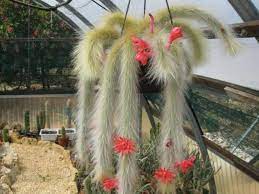 Explore 17 listings for monkeys for sale uk at best prices. Hildewintera Colademononis Monkey Tail Cactus 10 Samen Etsy