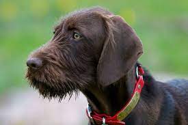 The pudelpointer is a unique, versatile hunting dog that excels on land and water while at home and in the field. Pudelpointer German Hunting Poodles Hunting Dogs Dog Breeds Rare Dog Breeds