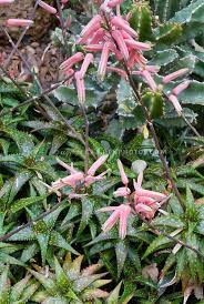 Aloe Jucunda In Bloom A Dwarf With Pink Flowers Plants Aloe Plant Cacti And Succulents