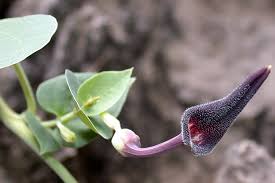 Image result for Aristolochia zenkeri