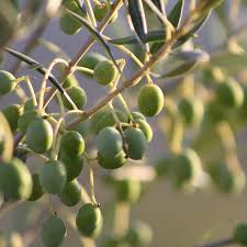 Image result for Olea