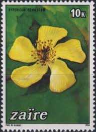 Image result for Hypericum revolutum